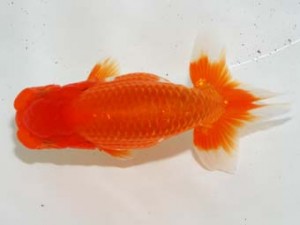 房総らんちう会 勧進元一　薫風　鈴木　薫