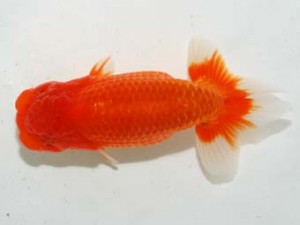 房総らんちう会 勧進元二　房桜　和田明男