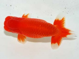 房総らんちう会 行司一　安房誉　大渕　功