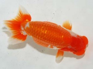 房総らんちう会 行司二　浮舟　船宝　務