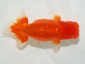 房総らんちう会 行司三　緋秋　秋元和男