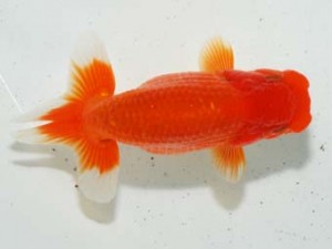 房総らんちう会 脇行司一　弧月　高梨　浩