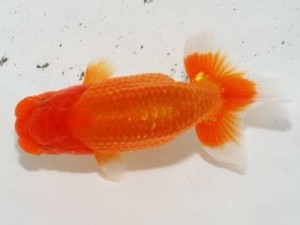 房総らんちう会 脇行司二　幸志　田井多佳志