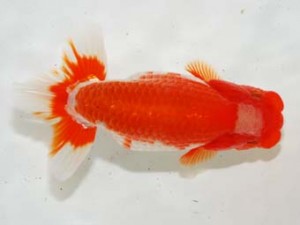 房総らんちう会　西大関　清龍　野島隆一