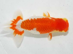 房総らんちう会　立行司　龍宮城　古川裕昭