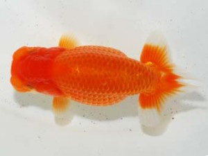 房総らんちう会　取締一　いちご　藤川直子