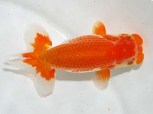 房総らんちう会　取締二　精五郎　野上　清