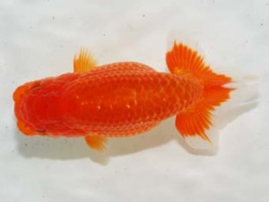 房総らんちう会 西関脇　一輝　高橋輝夫