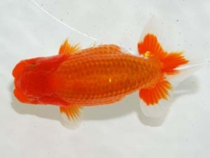 房総らんちう会 東小結　幸丸　加曽利敏幸