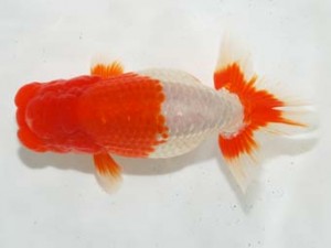 房総らんちう会 西小結　緋桜　秋元和男