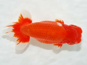 房総らんちう会　西大関　鎌足　鈴木靖夫