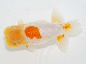 房総らんちう会　立行司　安房誉　大渕　功