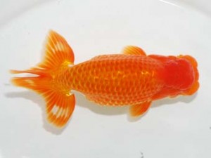 房総らんちう会　取締一　安房錦　大渕　功