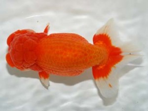 房総らんちう会　西大関　生水花　伊宮利徳