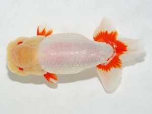 房総らんちう会　立行司　太光　君塚一博