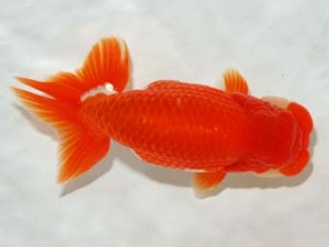 房総らんちう会　取締一　紅白　島野孝三