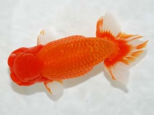 房総らんちう会　取締二　竜神　野島隆一