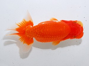 中部本部大会 勧進元一 岡田幾三 幡豆郡 中部本部大会 勧進元一 岡田幾三 幡豆郡