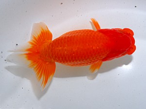 中部本部大会 勧進元二 湊 直芳 熊野市 中部本部大会 勧進元二 湊 直芳 熊野市