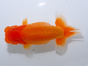 中部本部大会 行司一 井上廣太 常滑市 中部本部大会 行司一 井上廣太 常滑市