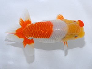 中部本部大会 行司二 沢田光孝 半田市 中部本部大会 行司二 沢田光孝 半田市