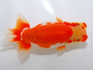 中部本部大会 行司三 山田重夫 愛西市 中部本部大会 行司三 山田重夫 愛西市