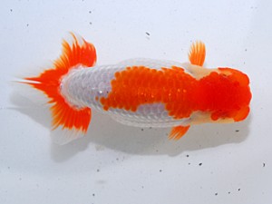 中部本部大会 脇行司一 山田重夫 愛西市 中部本部大会 脇行司一 山田重夫 愛西市