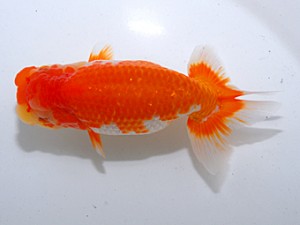 中部本部大会 脇行司二 松下幸敏 刈谷市 中部本部大会 脇行司二 松下幸敏 刈谷市