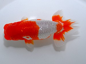 中部本部大会 西大関 大河内正行 津市 中部本部大会 西大関 大河内正行 津市