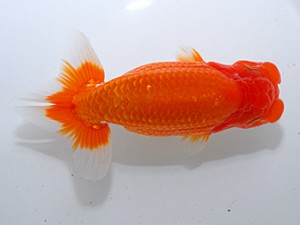 中部本部大会 取締二 大野 稔 名古屋 中部本部大会 取締二 大野 稔 名古屋