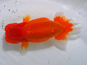 中部本部大会 東関脇 松井隆春 桑名市 中部本部大会 東関脇 松井隆春 桑名市