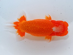 中部本部大会 西関脇 加藤安正 高浜市 中部本部大会 西関脇 加藤安正 高浜市