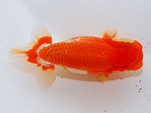 中部本部大会 西小結 吉村昭治 名古屋 中部本部大会 西小結 吉村昭治 名古屋