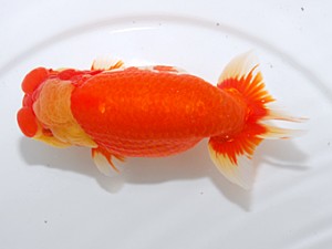 中部本部大会 東大関 野見山勢次郎 名古屋 中部本部大会 東大関 野見山勢次郎 名古屋