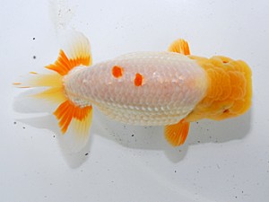 中部本部大会 行司一 村上芳弘 名古屋 中部本部大会 行司一 村上芳弘 名古屋