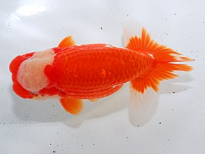 中部本部大会 脇行司二 福井利夫 豊橋市 中部本部大会 脇行司二 福井利夫 豊橋市