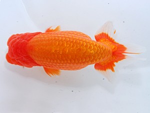 中部本部大会 西大関 杉浦久敏 豊橋市 中部本部大会 西大関 杉浦久敏 豊橋市