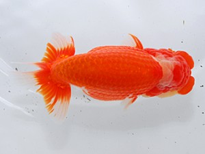 中部本部大会 立行司 有賀昌司 八百津 中部本部大会 立行司 有賀昌司 八百津