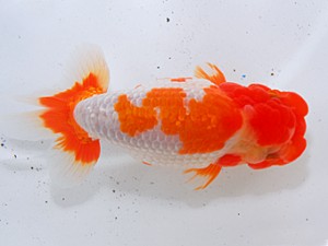 中部本部大会 取締二 堀田和男 常滑市 中部本部大会 取締二 堀田和男 常滑市