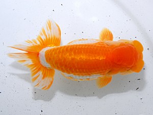 中部本部大会 東関脇 磯村 太 常滑市 中部本部大会 東関脇 磯村 太 常滑市