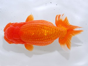 中部本部大会 西関脇 葛井克昌 津市 中部本部大会 西関脇 葛井克昌 津市