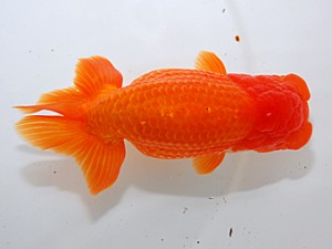 中部本部大会 東小結 舟田伸一 津市 中部本部大会 東小結 舟田伸一 津市