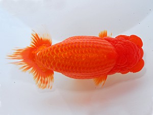 中部本部大会 東大関 伊藤高宏 名古屋 中部本部大会 東大関 伊藤高宏 名古屋