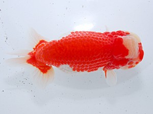 中部本部大会 勧進元一 杉江拓郎 岐阜市 中部本部大会 勧進元一 杉江拓郎 岐阜市