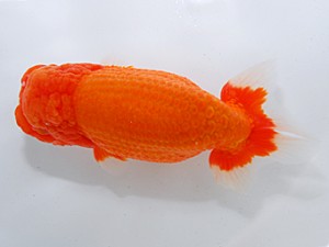 中部本部大会 行司一 杉江拓郎 岐阜市 中部本部大会 行司一 杉江拓郎 岐阜市