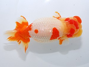 中部本部大会 行司二 林 万貴 大王 中部本部大会 行司二 林 万貴 大王