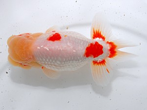 中部本部大会 脇行司二 杉江拓郎 岐阜市 中部本部大会 脇行司二 杉江拓郎 岐阜市