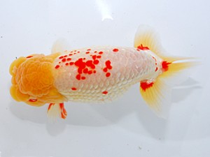 中部本部大会 西大関 野見山勢次郎 名古屋 中部本部大会 西大関 野見山勢次郎 名古屋