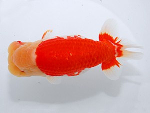 中部本部大会 立行司 湊 直芳 熊野市 中部本部大会 立行司 湊 直芳 熊野市