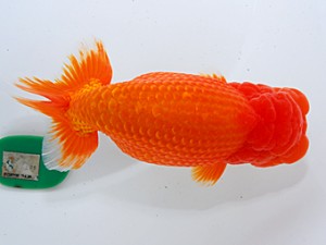 中部本部大会 取締二 林 万貴 大王 中部本部大会 取締二 林 万貴 大王